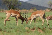 impala (23)